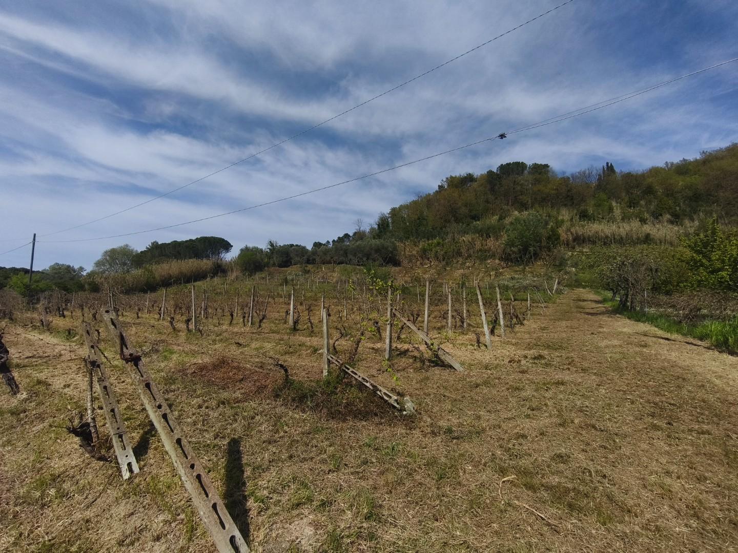 Terreno Agricolo in vendita, Terricciola soiana