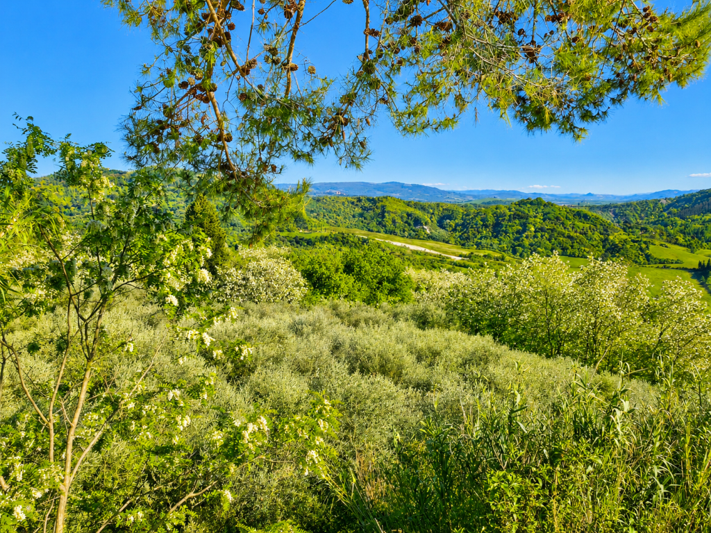 Casa indipendente con giardino a Palaia