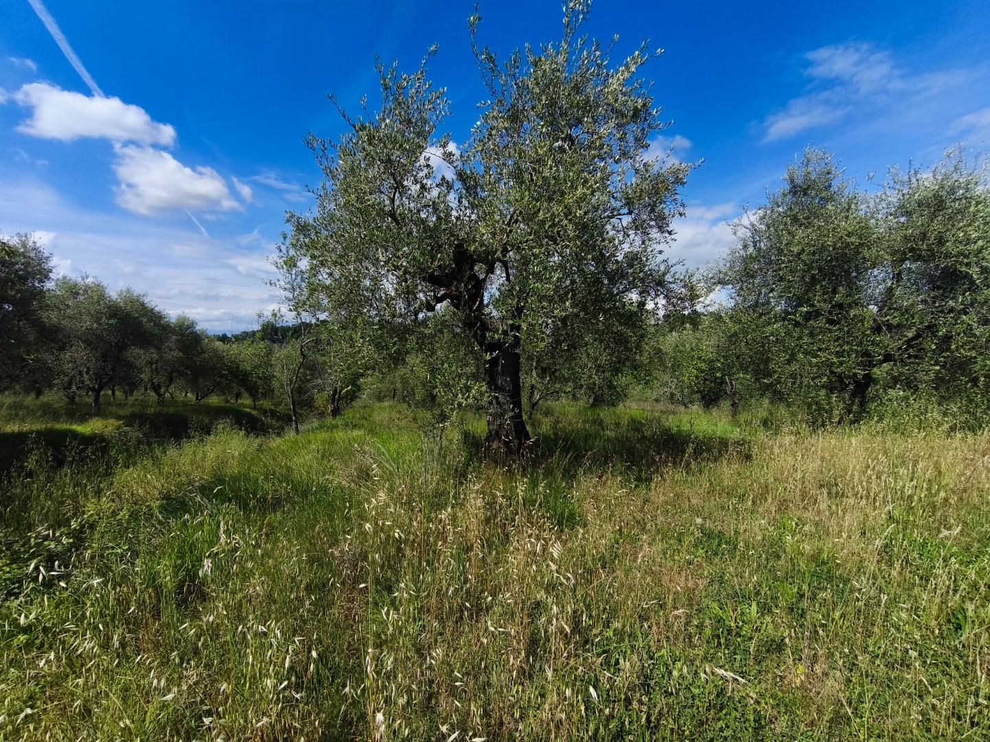 Casa indipendente con giardino a Palaia