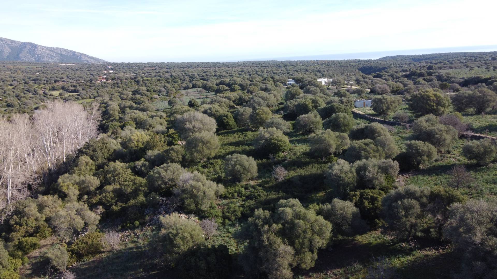 Terreno Agricolo in vendita a Dorgali