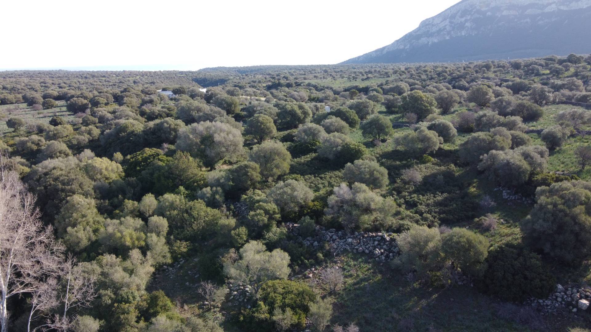 Terreno Agricolo in vendita a Dorgali