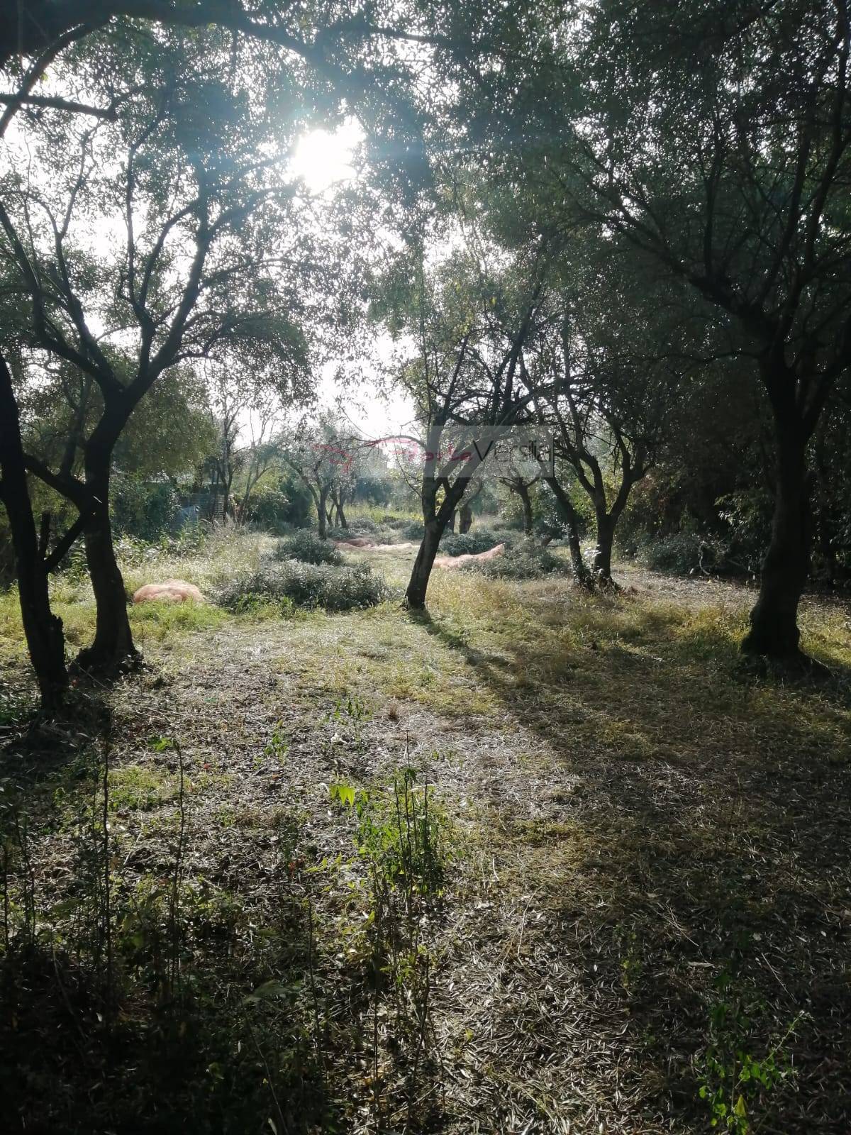 Villa in vendita a Massa, Quercioli