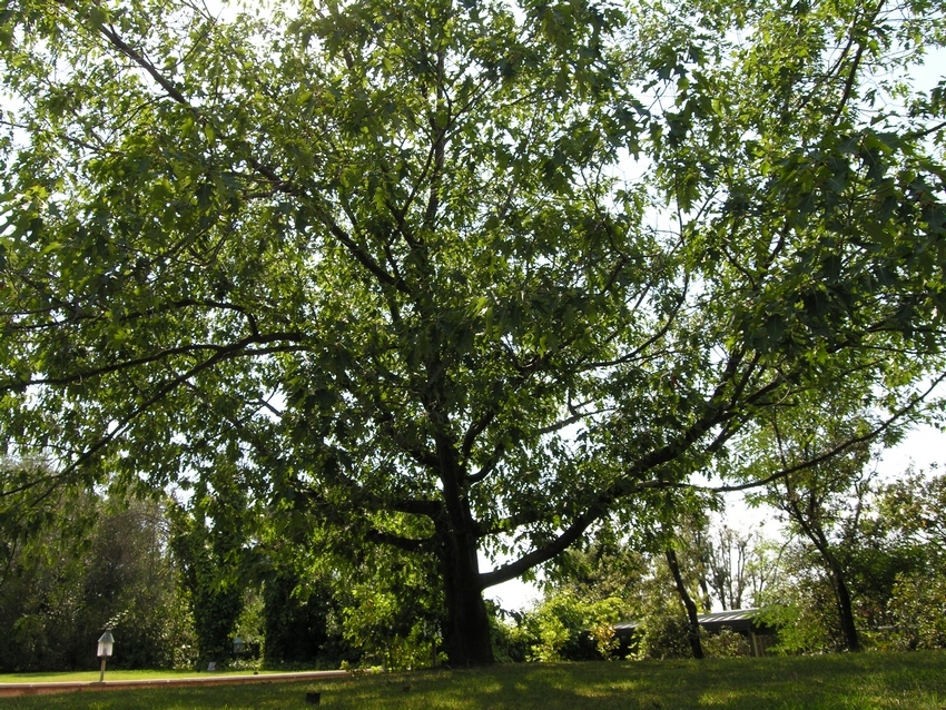 Villa in vendita a Massarosa