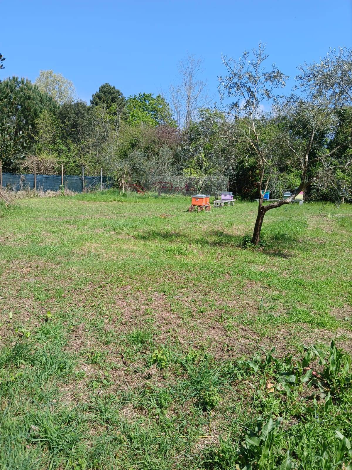 Terreno Agricolo in vendita a Montignoso, Cinquale