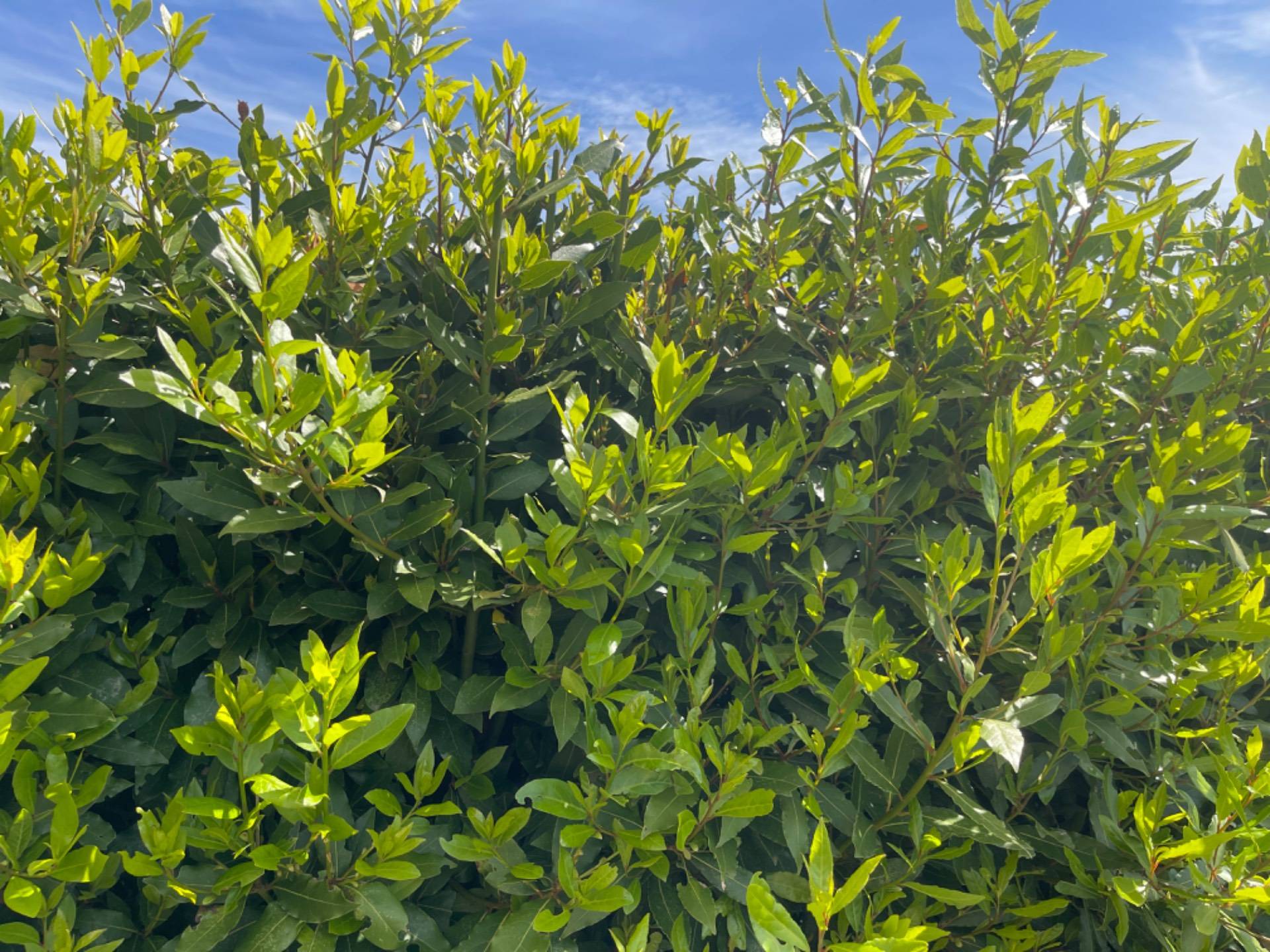 Appartamento in affitto a Fucecchio