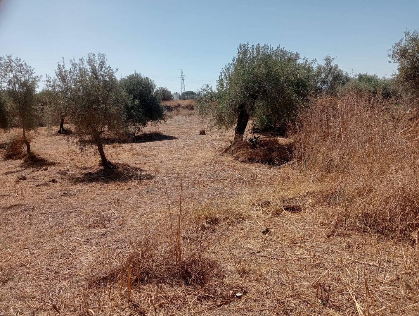 Terreno Agricolo in vendita a Belpasso