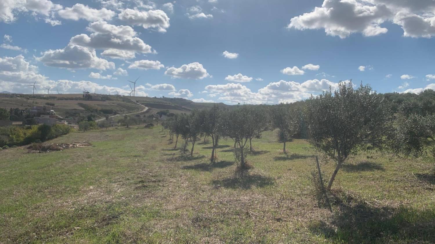 Casa indipendente con giardino a Valderice