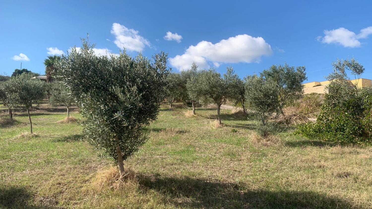 Casa indipendente con giardino a Valderice