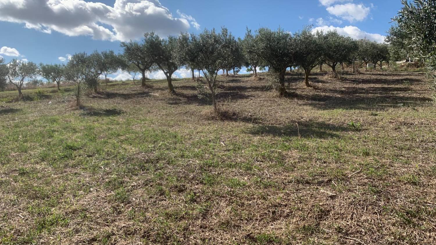Casa indipendente con giardino a Valderice