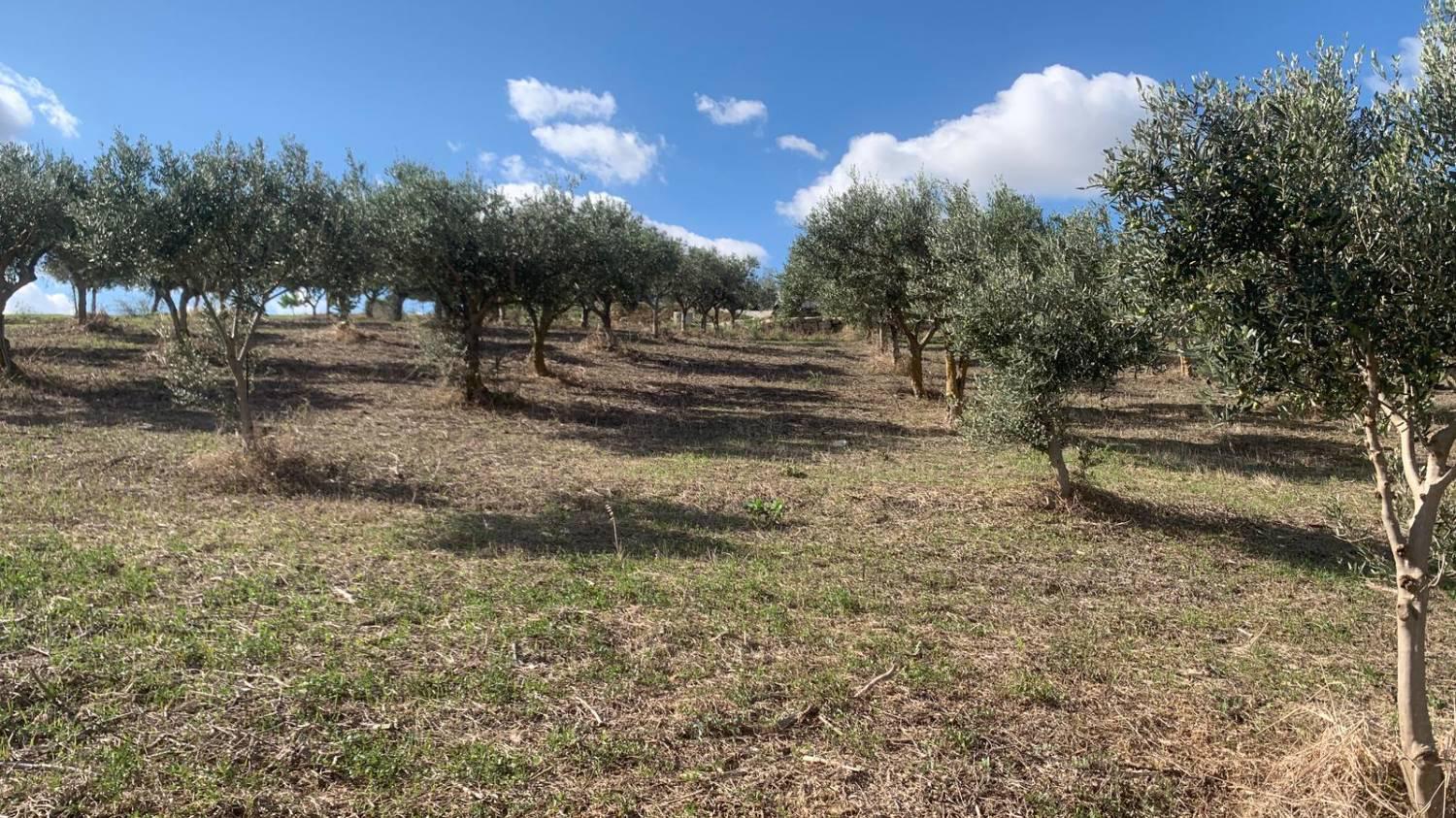 Casa indipendente con giardino a Valderice
