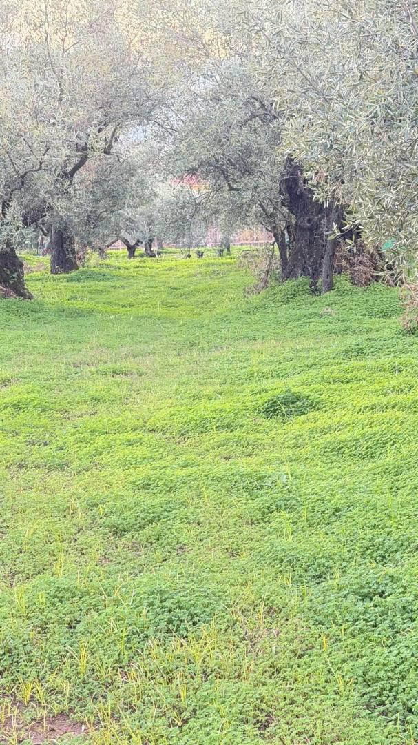 Terreno Agricolo in vendita a Lamezia Terme