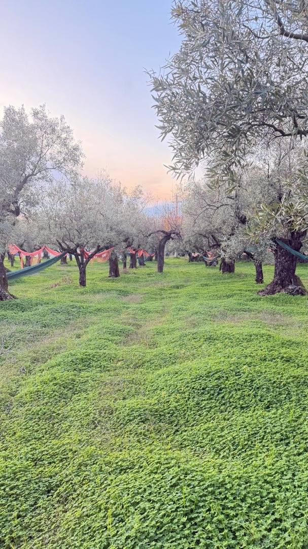 Terreno Agricolo in vendita a Lamezia Terme
