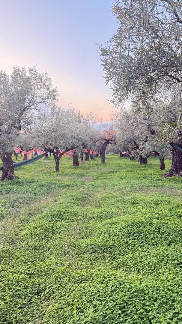Terreno Agricolo in vendita a Lamezia Terme