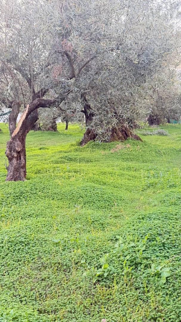 Terreno Agricolo in vendita a Lamezia Terme