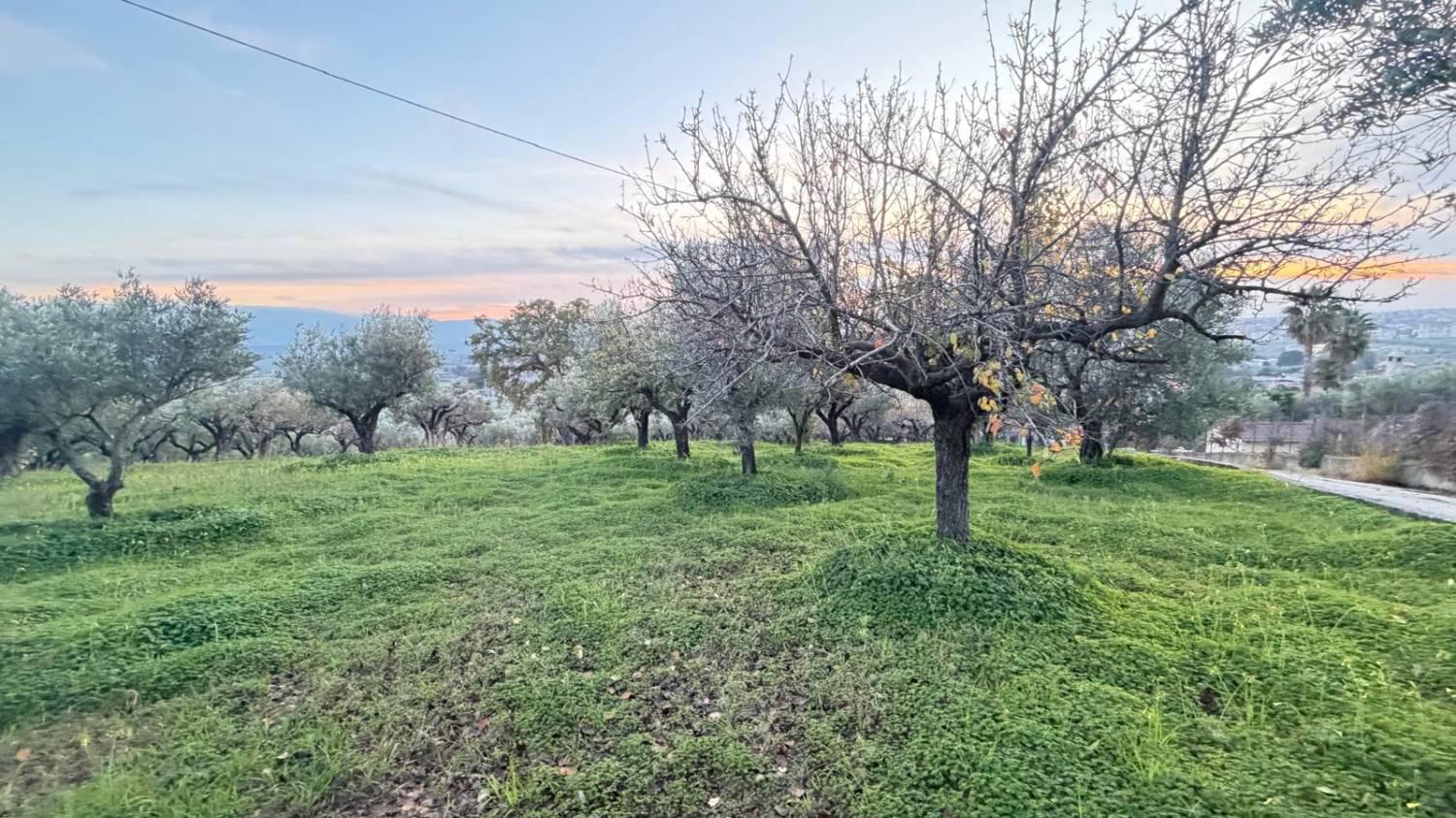 Terreno Agricolo in vendita a Lamezia Terme