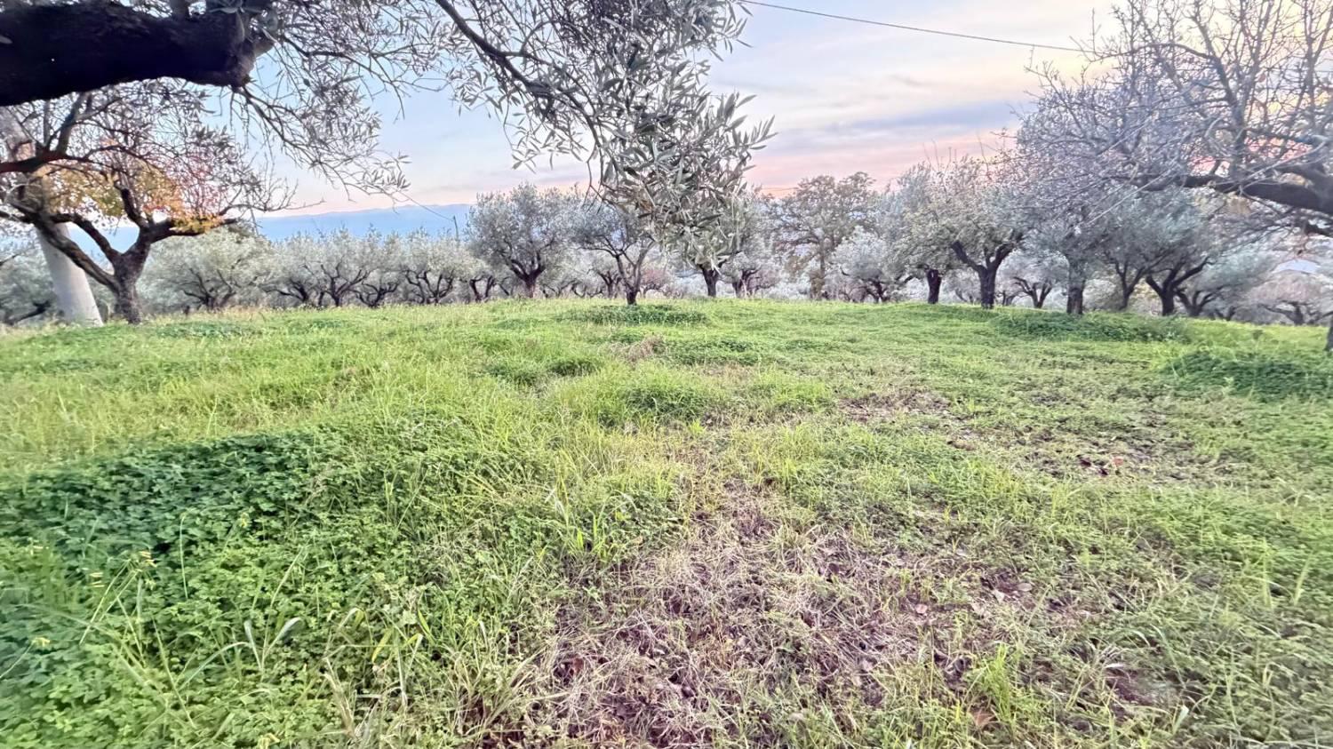 Terreno Agricolo in vendita a Lamezia Terme