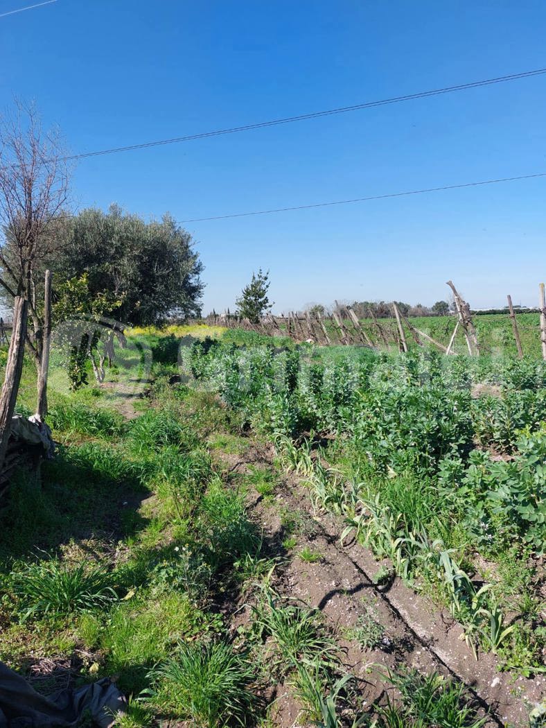 Terreno Agricolo in vendita a Brusciano