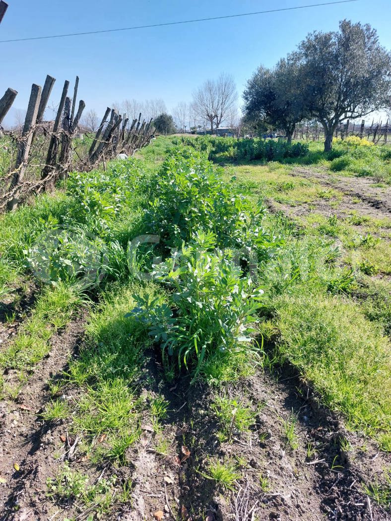 Terreno Agricolo in vendita a Brusciano