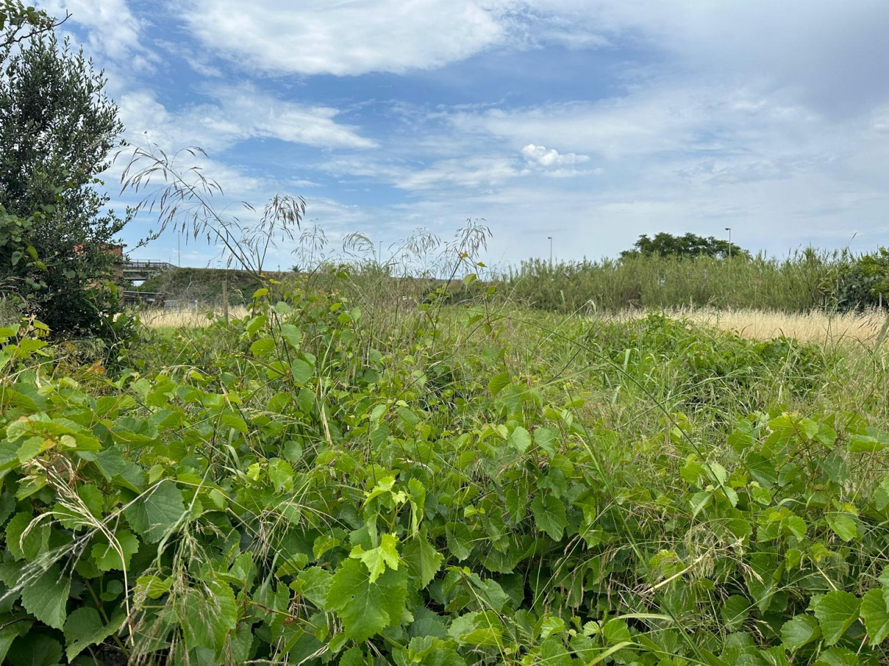 Terreno Agricolo in vendita a Milazzo