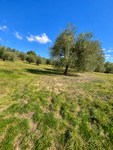 Casa indipendente con giardino a Siena