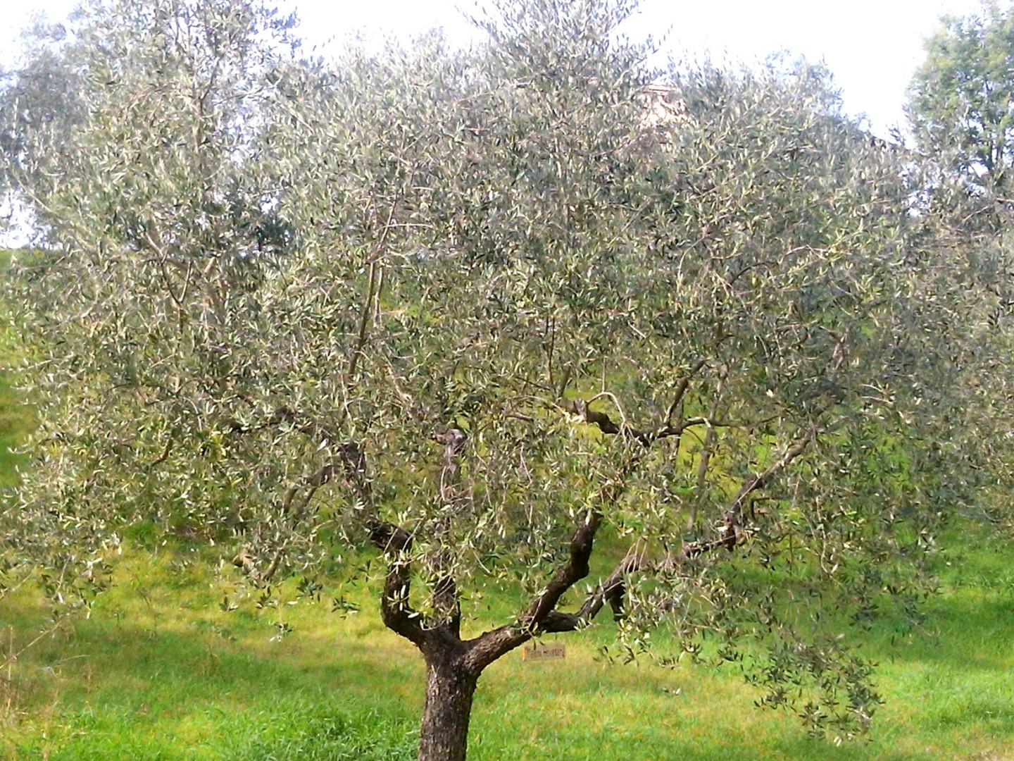 Terreno Agricolo in vendita, Rosignano Marittimo vada