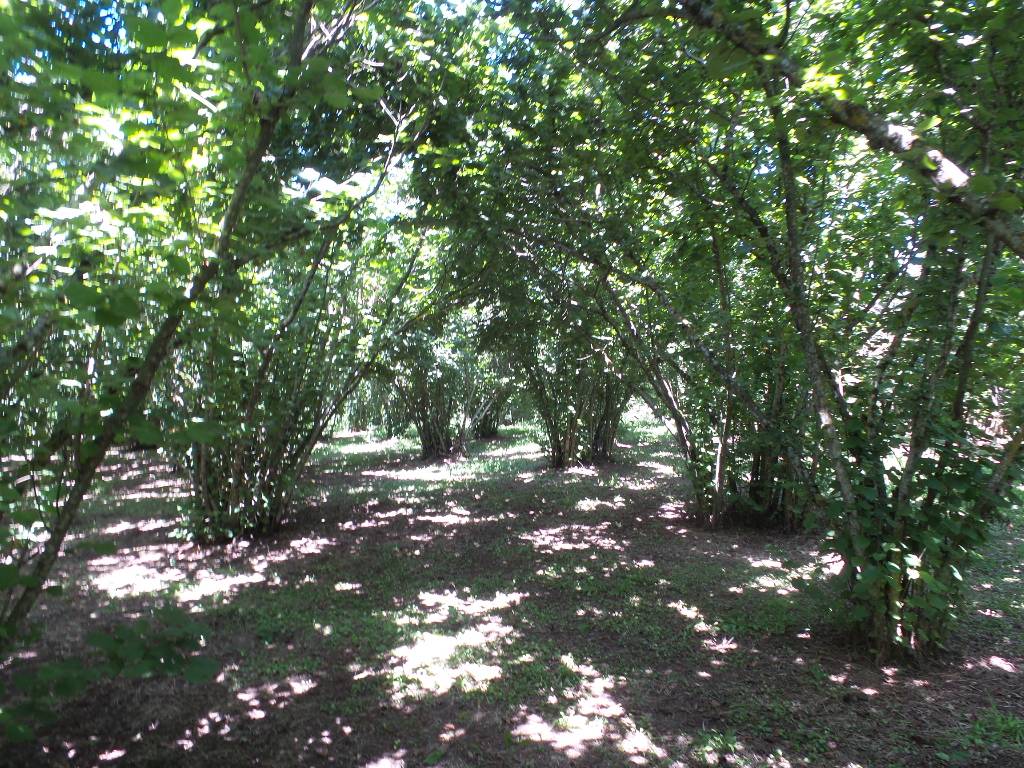 Terreno Agricolo in vendita a Caprarola