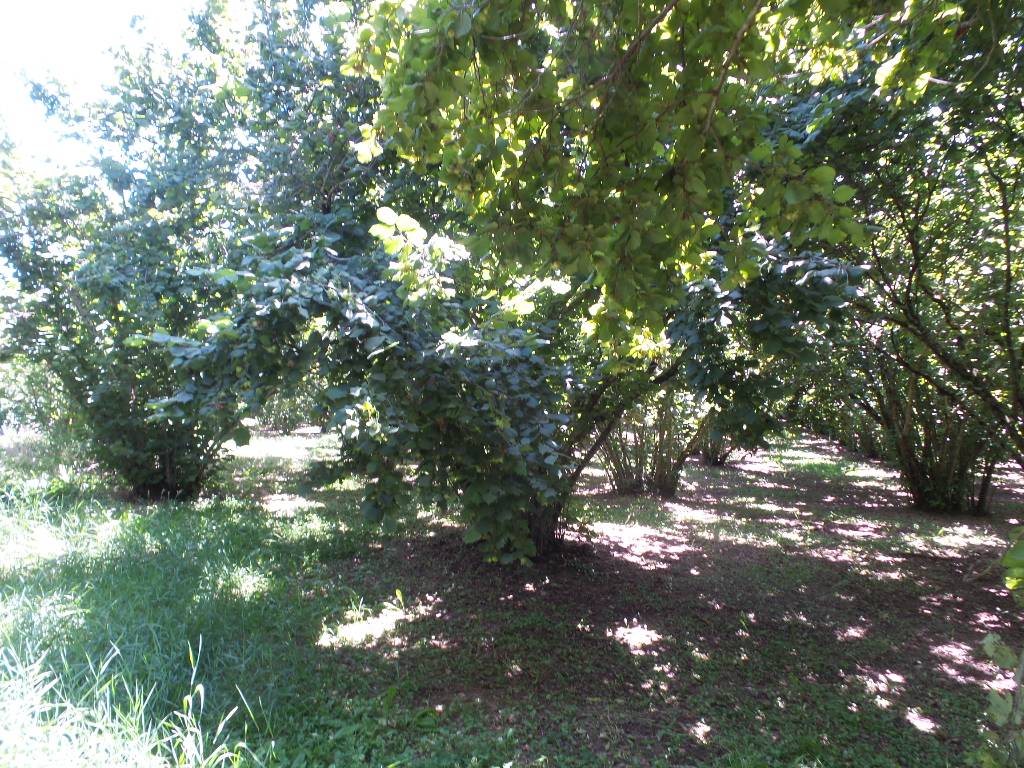 Terreno Agricolo in vendita a Caprarola