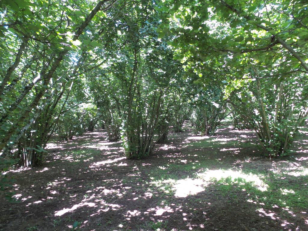 Terreno Agricolo in vendita a Caprarola