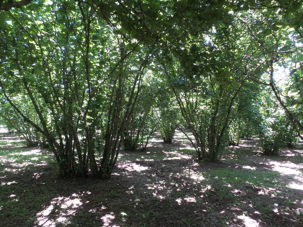 Terreno Agricolo in vendita a Caprarola
