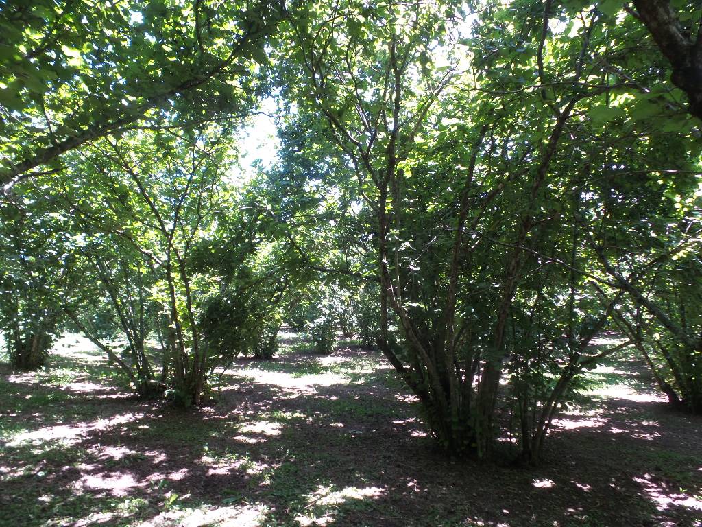 Terreno Agricolo in vendita a Caprarola