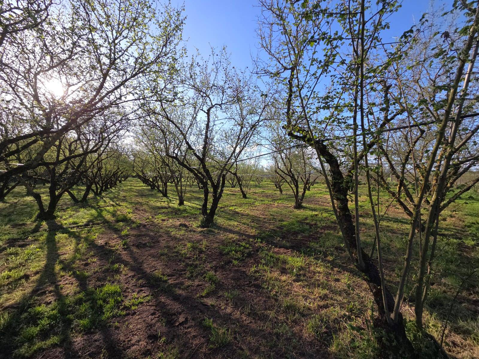 Terreno Agricolo in vendita a Ronciglione