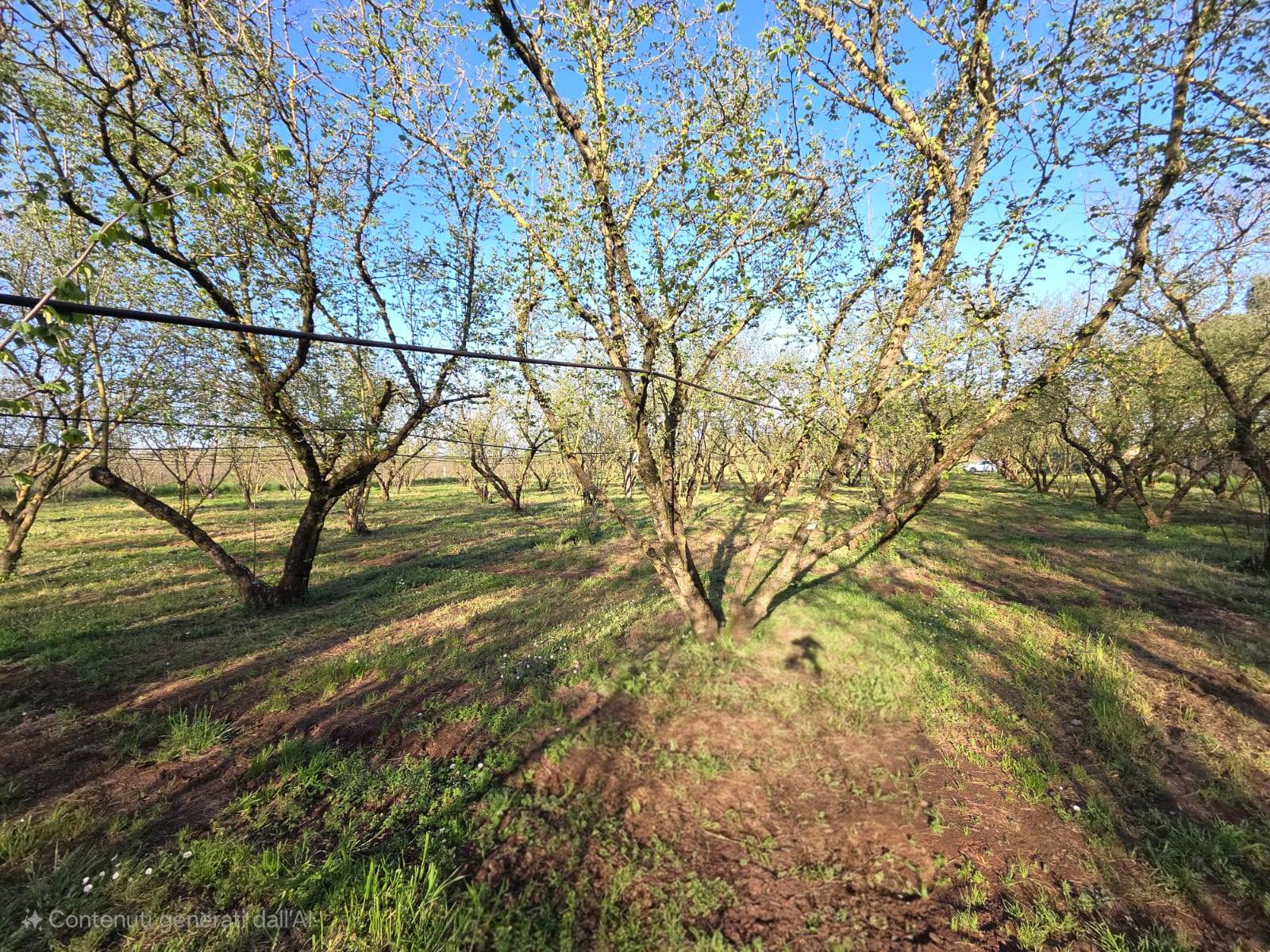 Terreno Agricolo in vendita a Ronciglione
