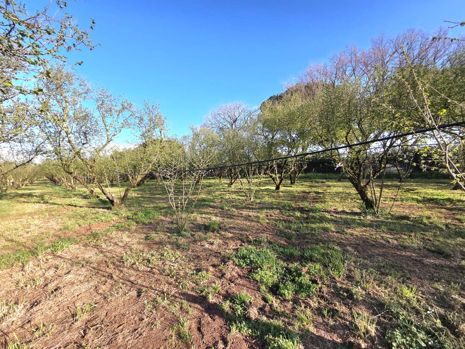 Terreno Agricolo in vendita a Ronciglione