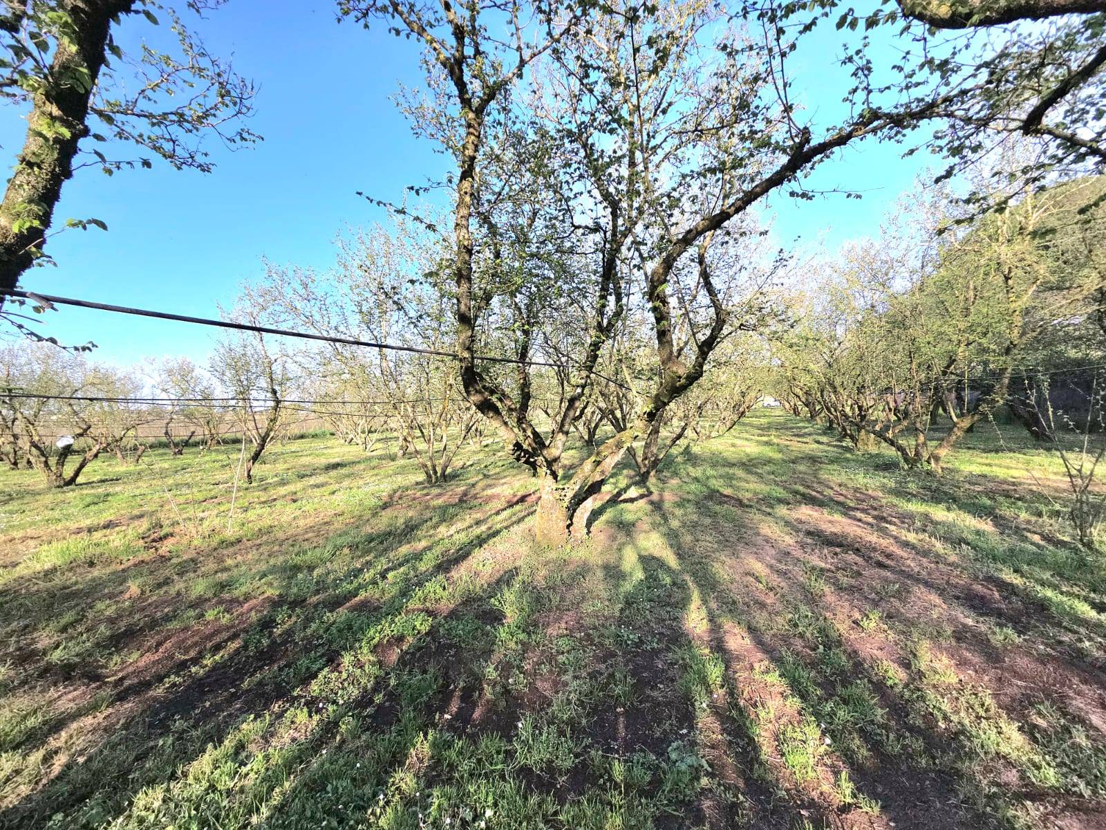 Terreno Agricolo in vendita a Ronciglione