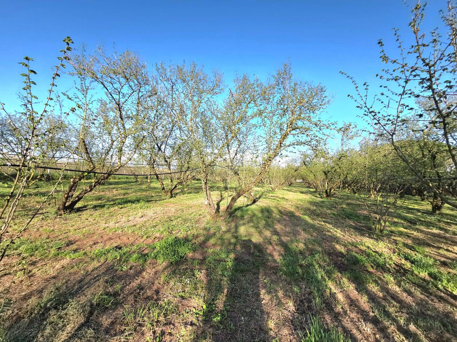 Terreno Agricolo in vendita a Ronciglione