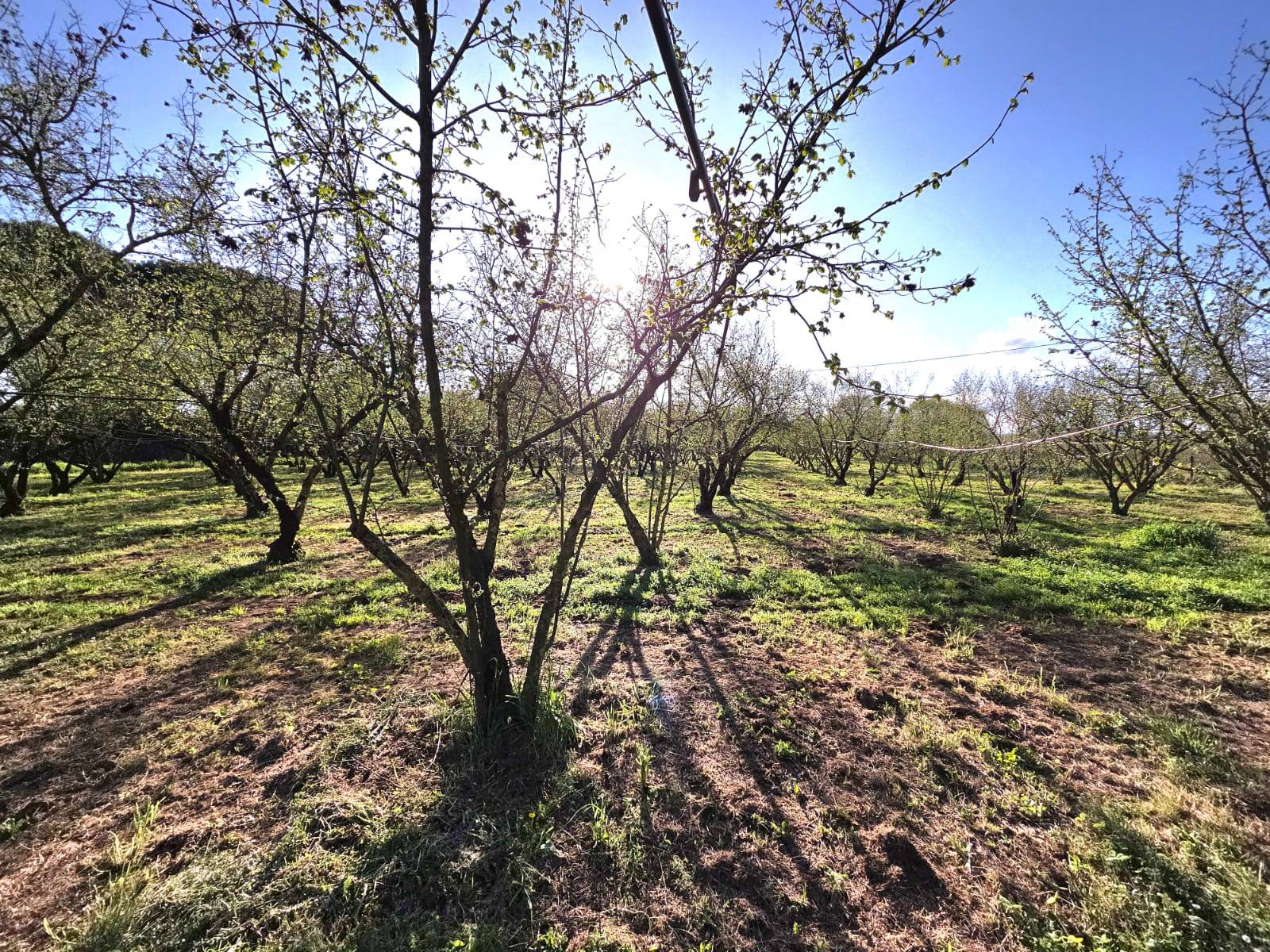 Terreno Agricolo in vendita a Ronciglione