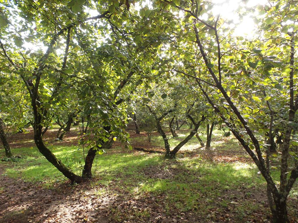 Terreno Agricolo in vendita a Ronciglione