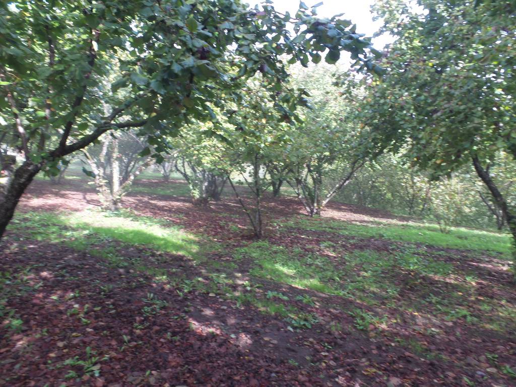 Terreno Agricolo in vendita a Ronciglione