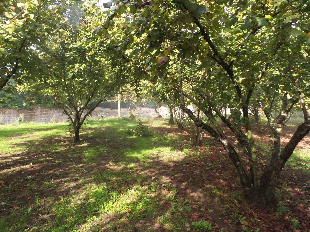 Terreno Agricolo in vendita a Ronciglione