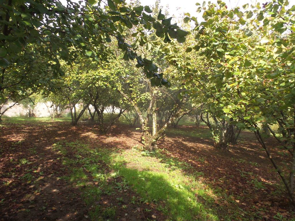 Terreno Agricolo in vendita a Ronciglione