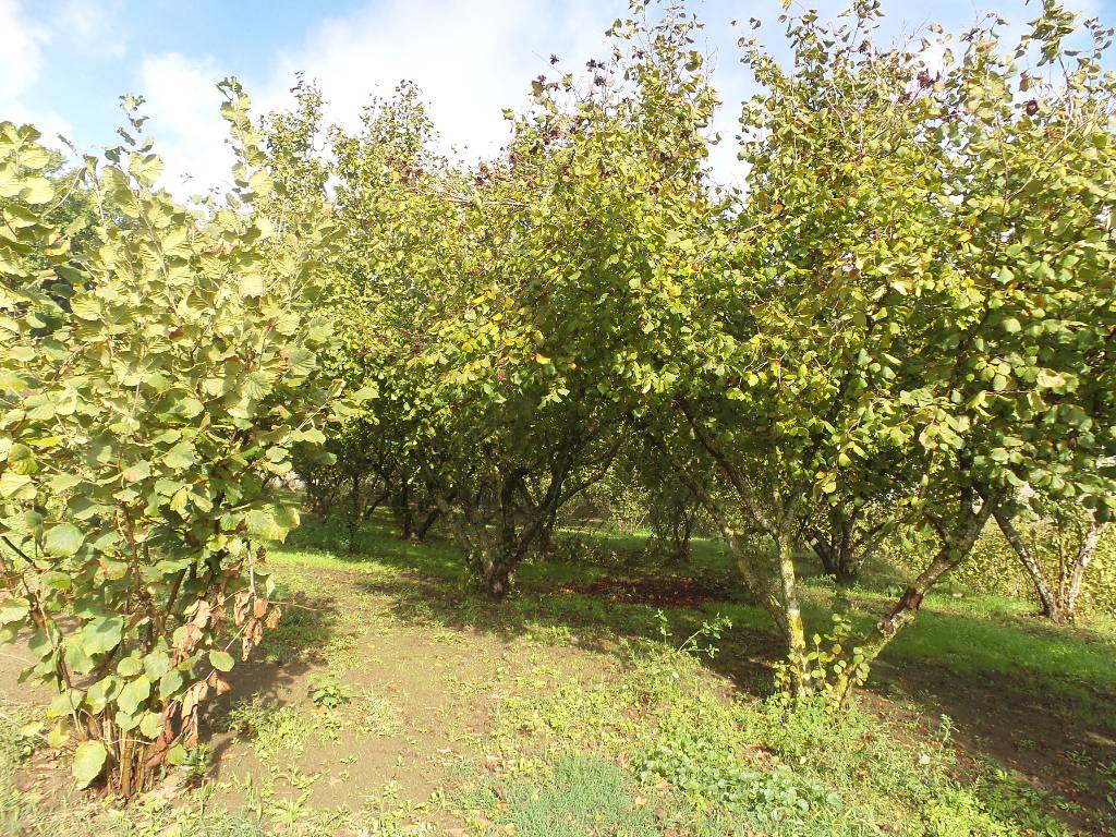 Terreno Agricolo in vendita a Ronciglione