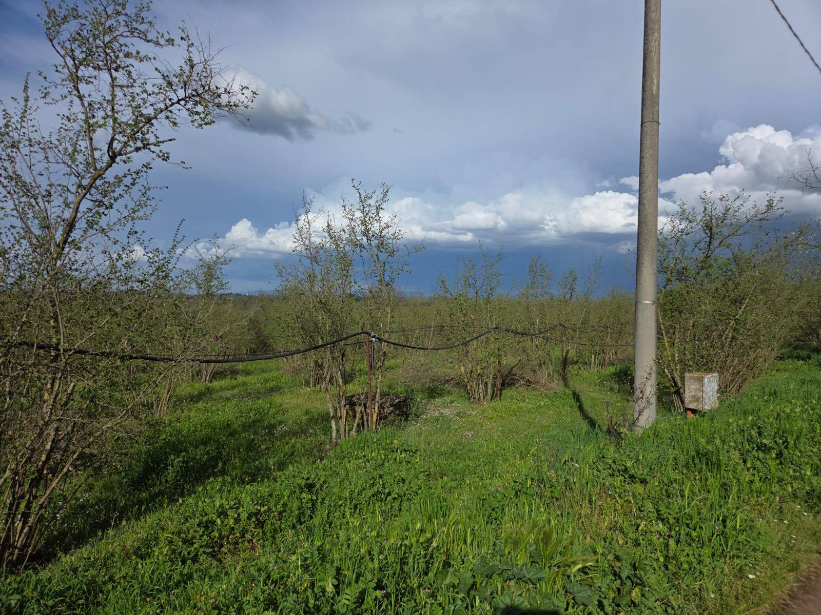 Terreno Agricolo in vendita a Gallese