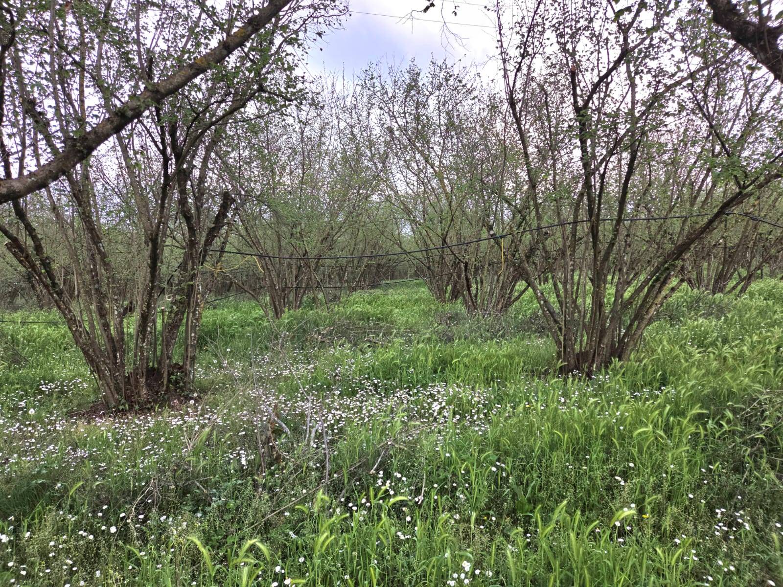Terreno Agricolo in vendita a Gallese