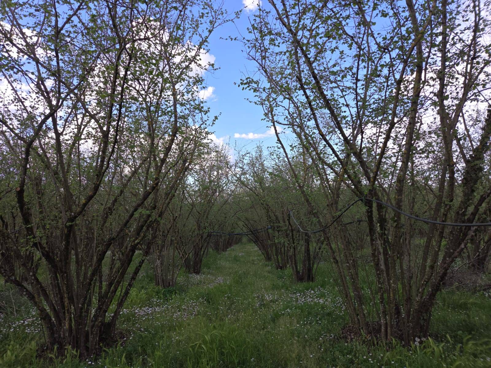 Terreno Agricolo in vendita a Gallese