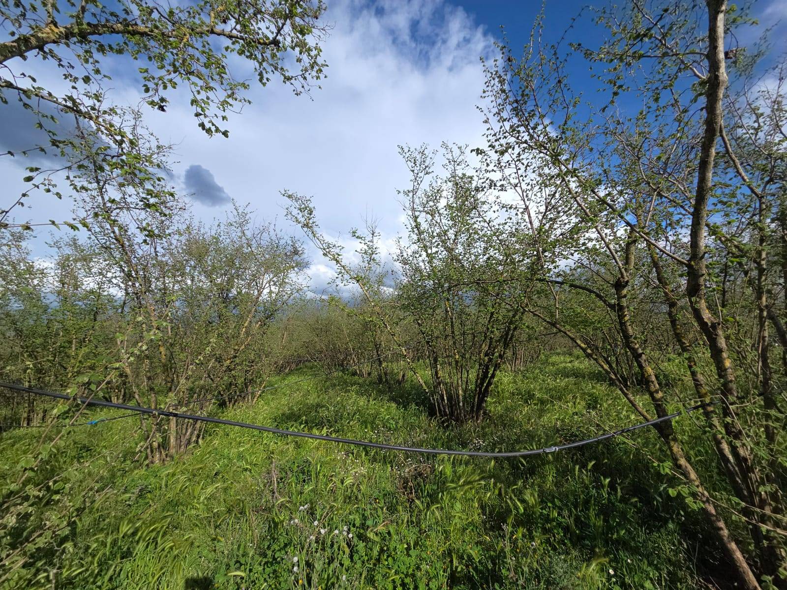 Terreno Agricolo in vendita a Gallese