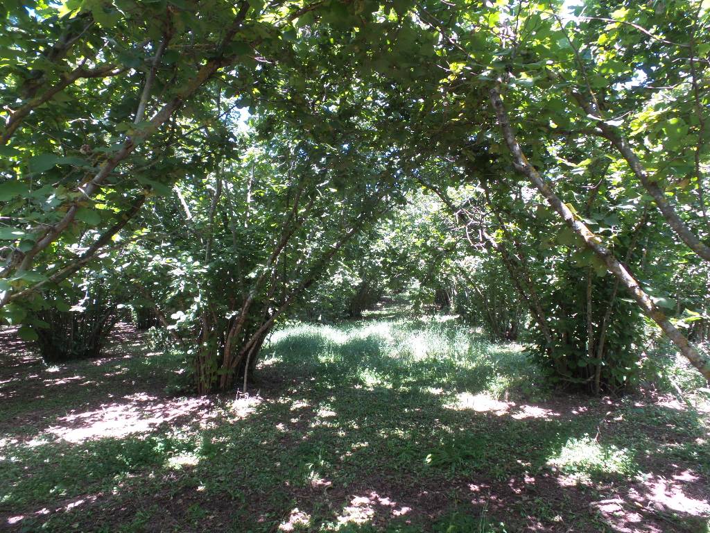 Terreno Agricolo in vendita a Caprarola