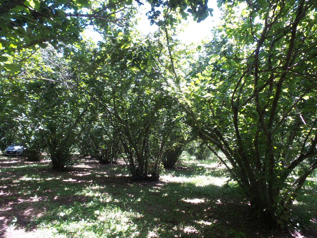 Terreno Agricolo in vendita a Caprarola