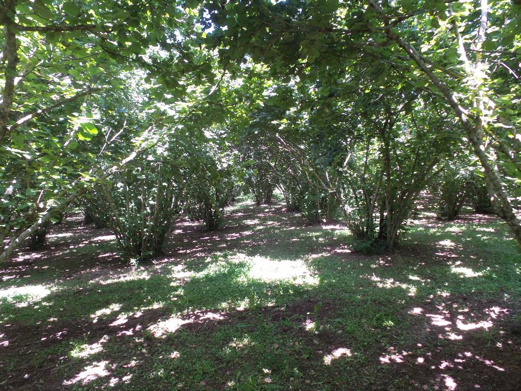 Terreno Agricolo in vendita a Caprarola