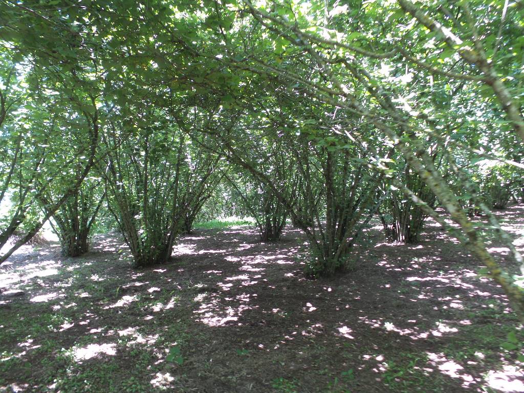 Terreno Agricolo in vendita a Caprarola