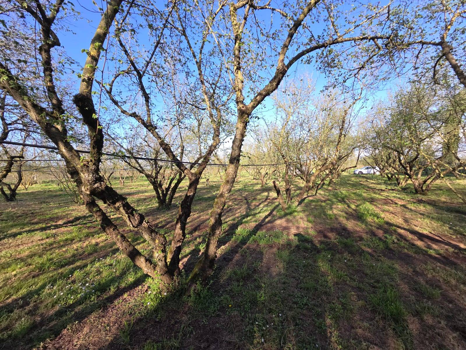 Terreno Agricolo in vendita a Ronciglione